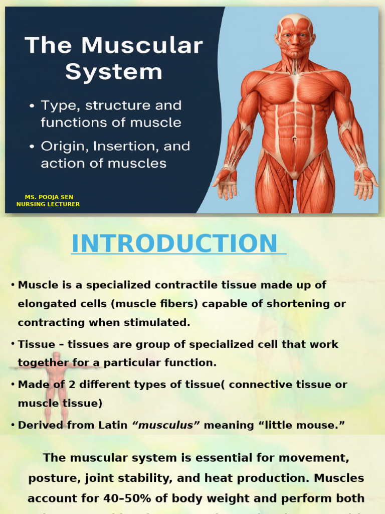 Wolf Muscular System Overview | PDF