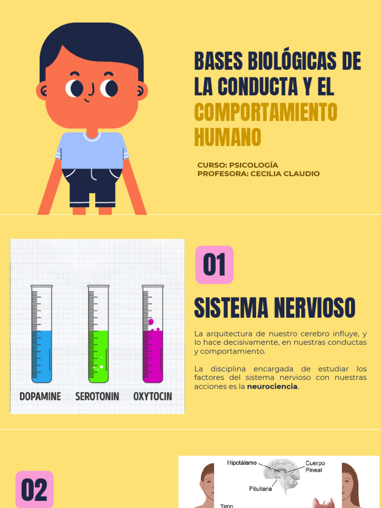 BASES BIOLOGICAS DE LA CONDUCTA Psicologia | PDF | Cerebro | Sistema ...