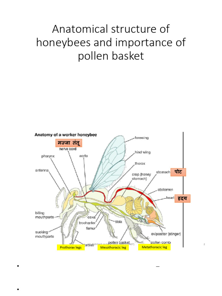 Honey Bee Pollen Basket Anatomy | PDF