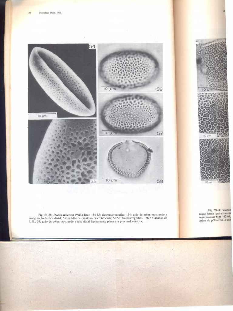 Wanderley & Melhem 1991 2a Parte | PDF