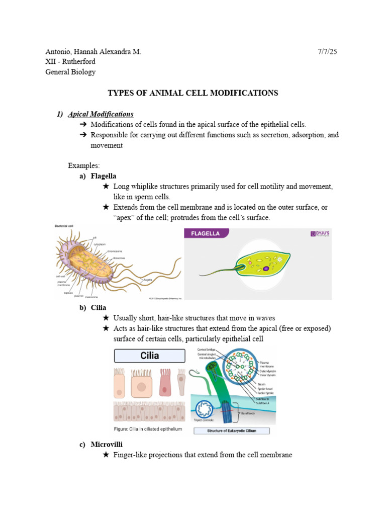 Plant Cell Modification Types | PDF | Epithelium | Cell Membrane