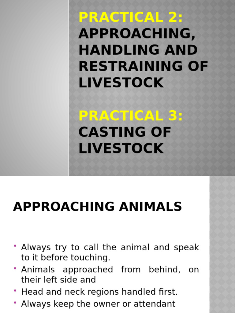 Effective Cattle Casting Techniques | PDF | Sheep | Cattle