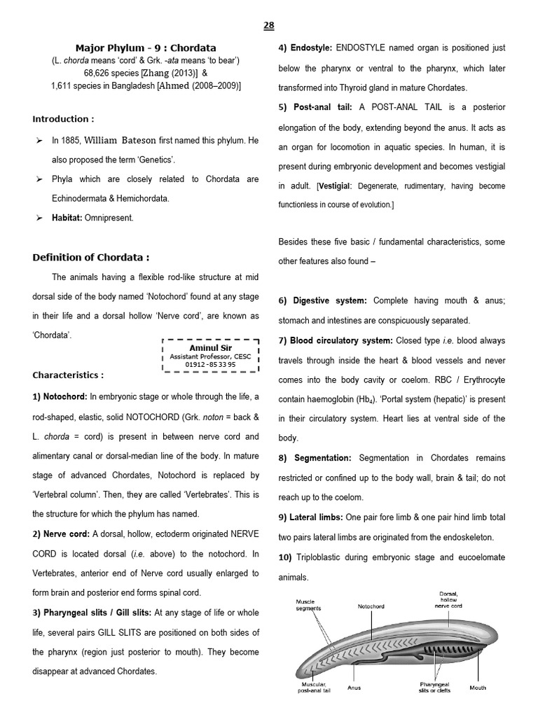 Overview of Chordata Phylum | PDF | Amphibian | Vertebrates