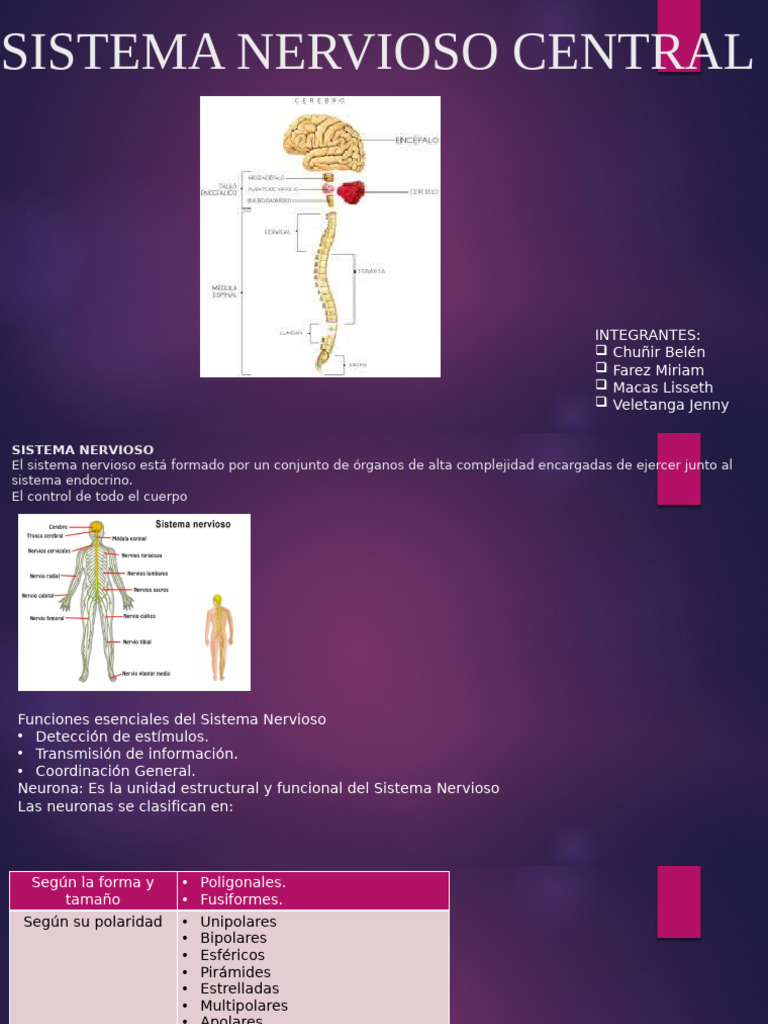 Funciones y Estructura del Sistema Nervioso | PDF | Cerebro ...