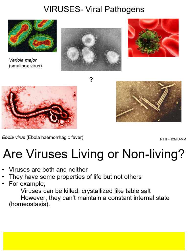 Understanding Virus Structure and Function | PDF | Virus | Bacteriophage