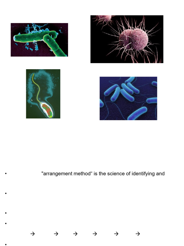 Bacterial Pathogens Classification Guide | PDF | Bacteria | Microbiology