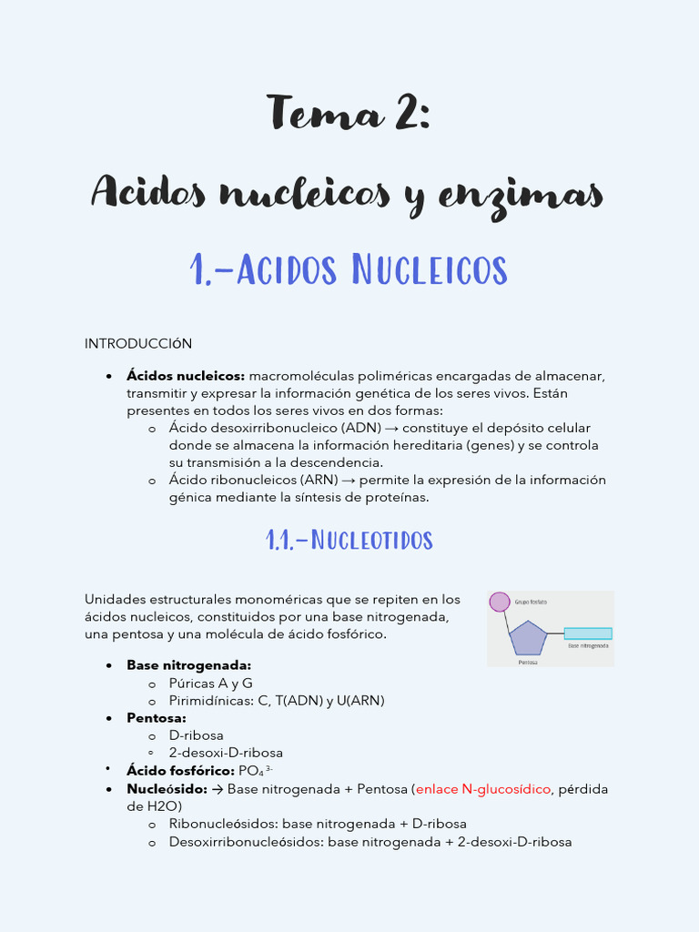 Tema 2 BM Ácidos Nucleicos y Enzimas | PDF | Replicación De Adn ...