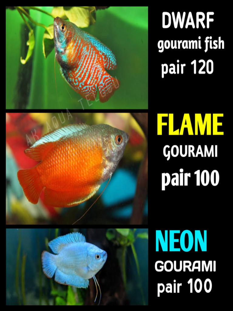 Fish's List | PDF