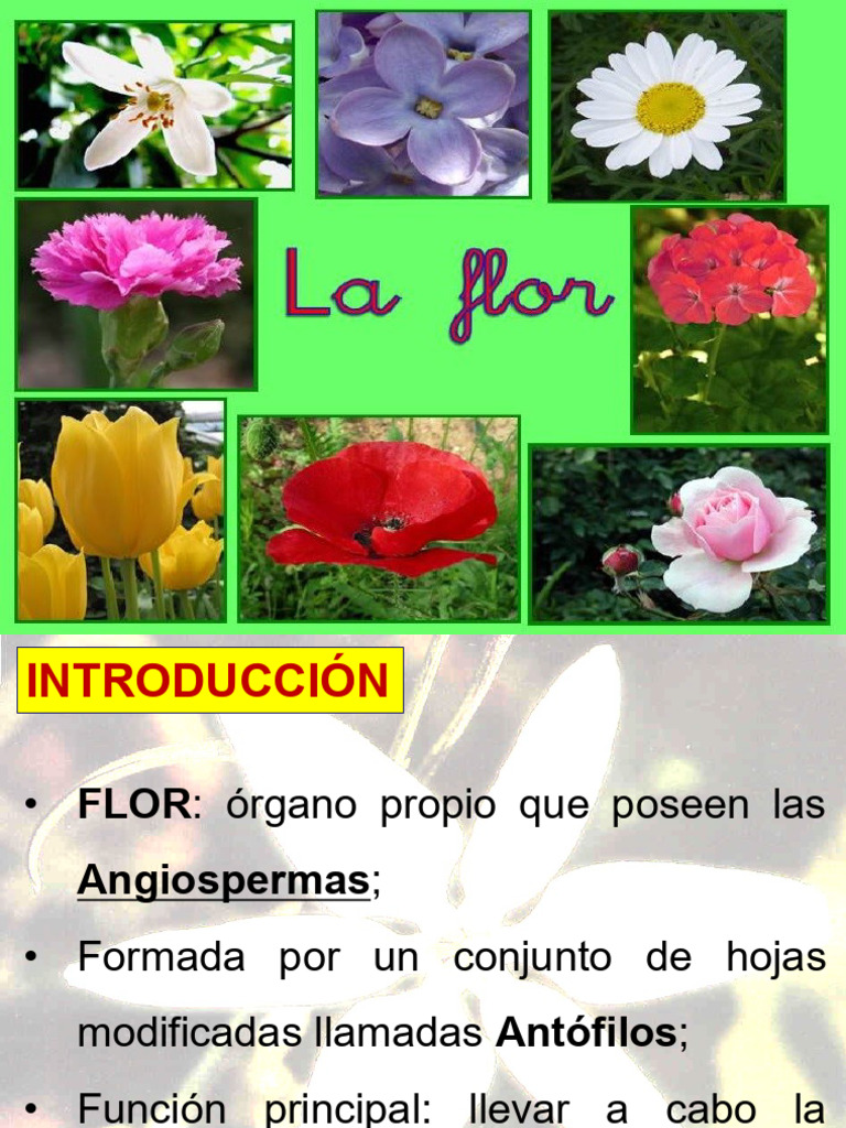 Estructura y Tipos de Flores en Angiospermas | PDF | Flores | Plantas