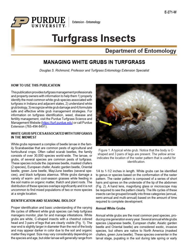 White Grub Identification Guide | PDF | Beetle | Insecticide