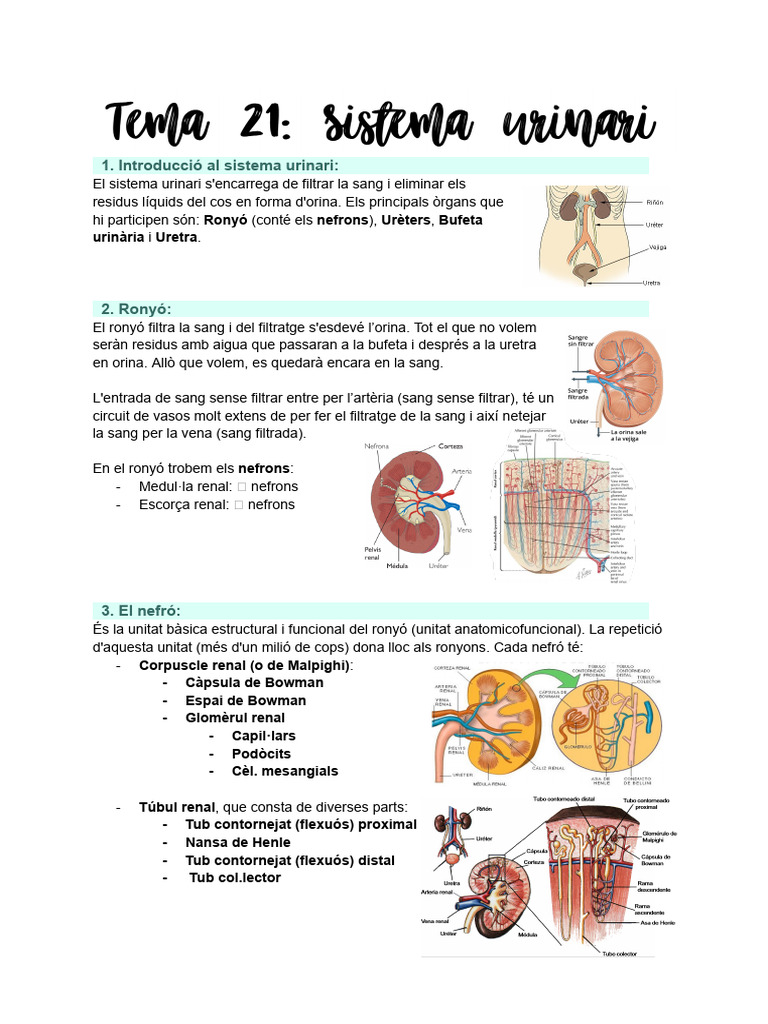Tema 21 - Sistema Urinari | PDF