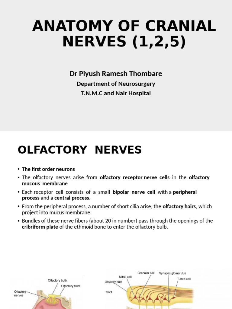 Anatomy of Cranial Nerves, 1,2,5 | PDF | Spinal Cord | Human Head And Neck
