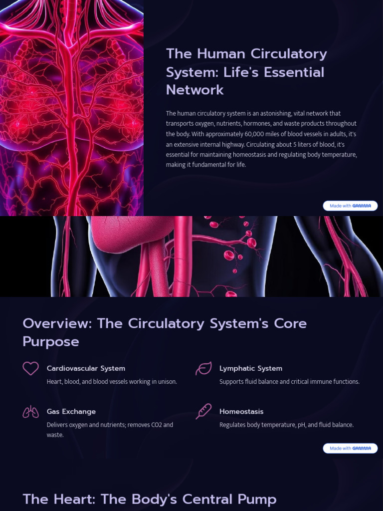 The Human Circulatory System Lifes Essential Network | PDF | Blood ...