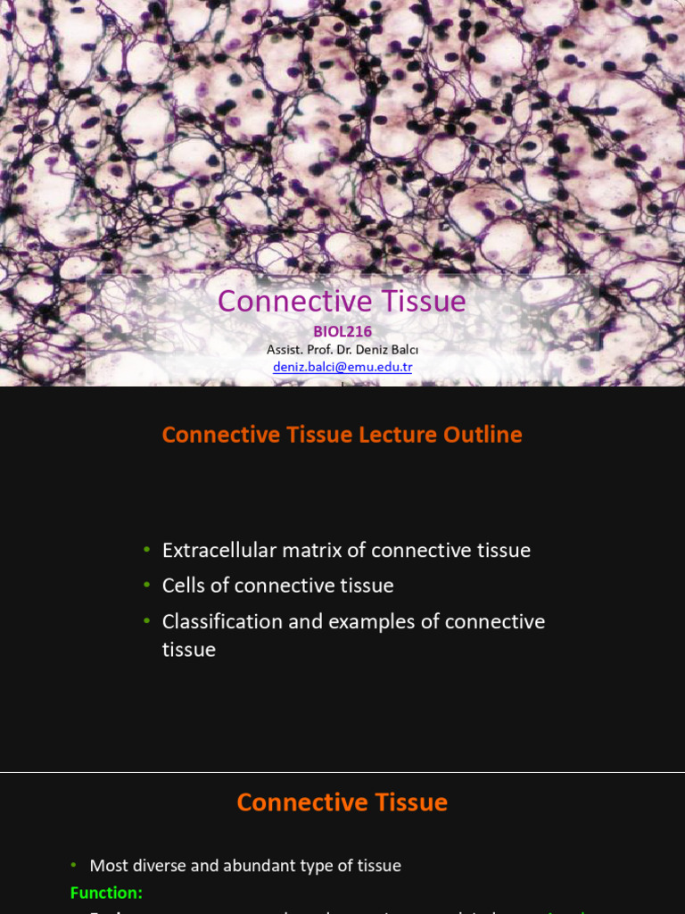 Overview of Connective Tissue Functions | PDF | Connective Tissue ...