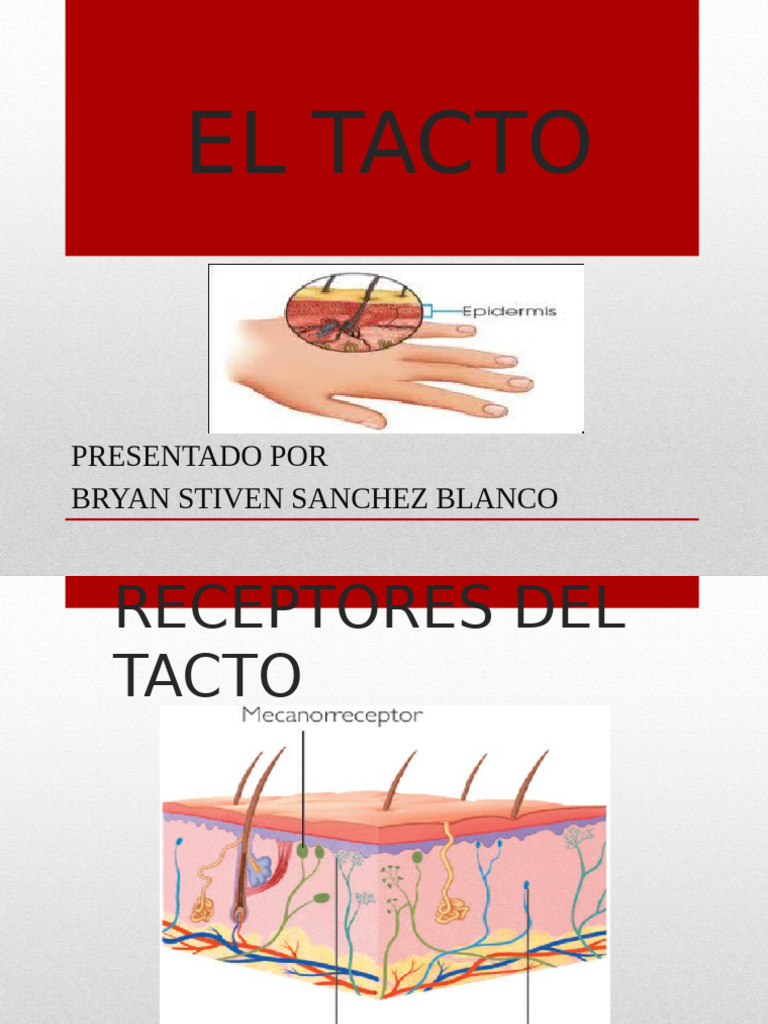 El Tacto Exposicion | PDF