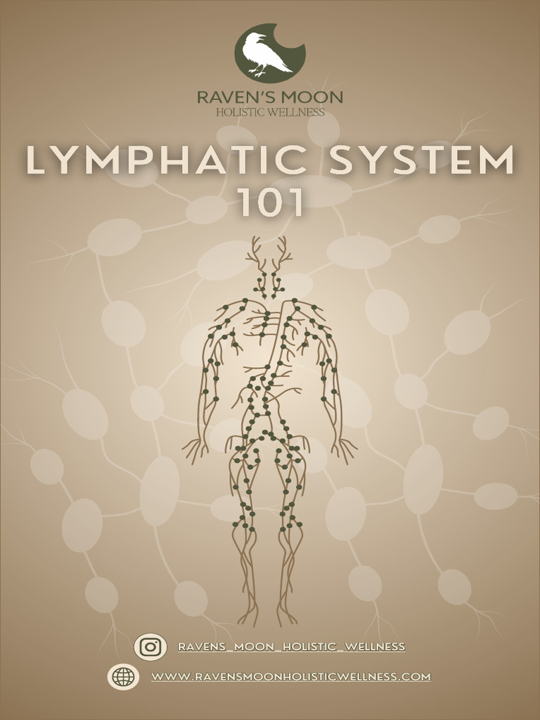 Lymphatic System Support Guide | PDF | Lymphatic System | White Blood Cell