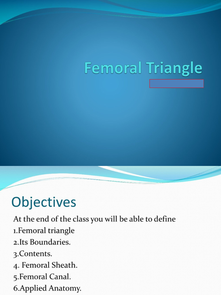 156 Femoral Triangle | PDF