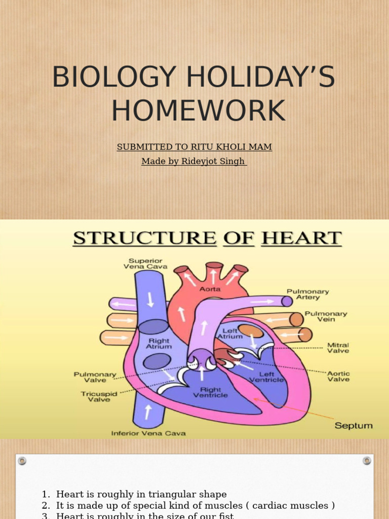 Heart Structure and Function Overview | PDF