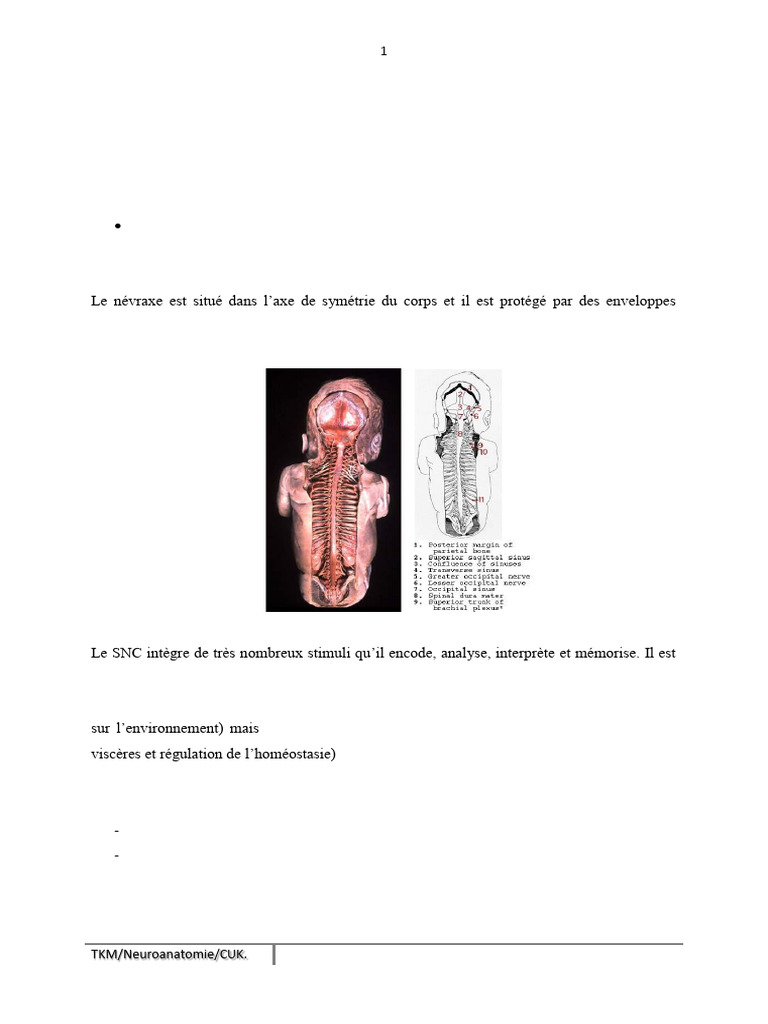 Neuroanatomie: Système Nerveux et Structures | PDF | Circonvolution ...