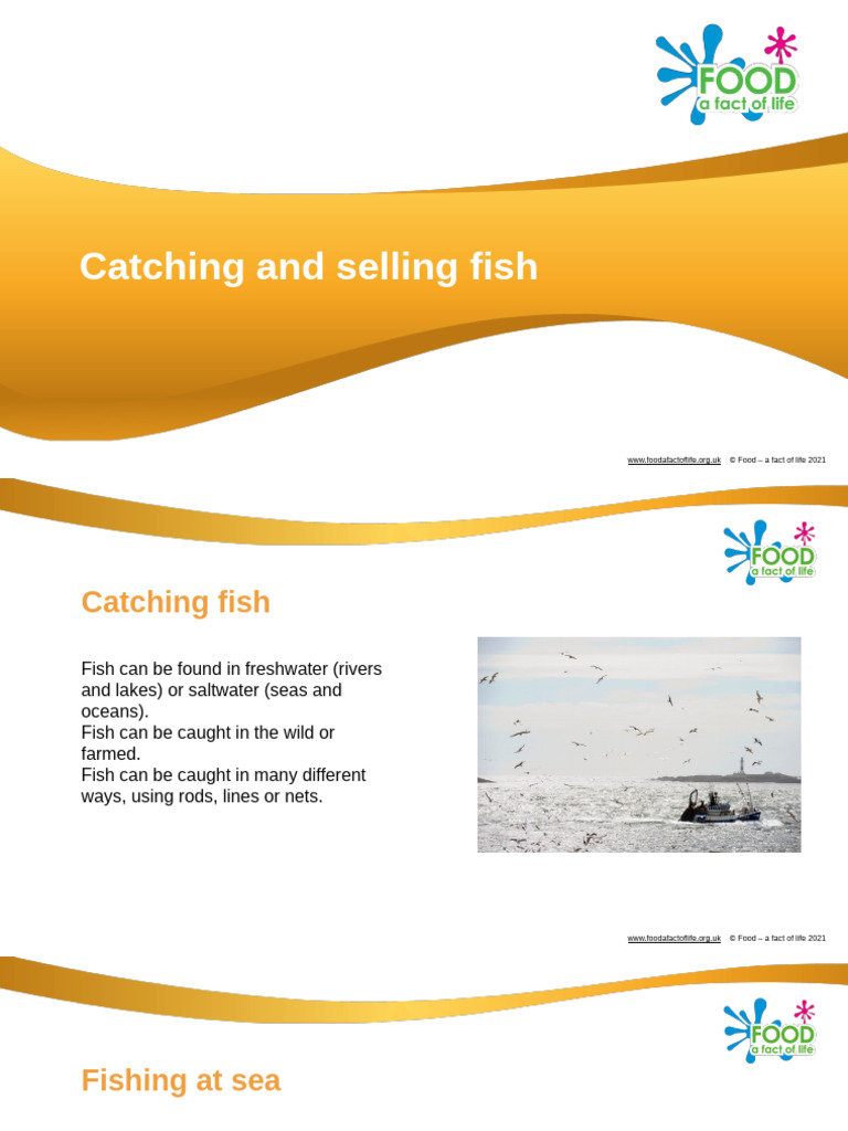How to Catch and Sell Fish | PDF | Fish | Trawling
