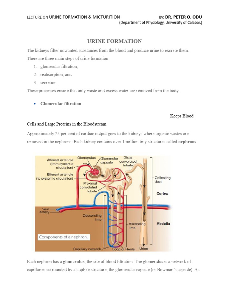 Micturition Control and Urine Formation | PDF | Urination | Urinary System