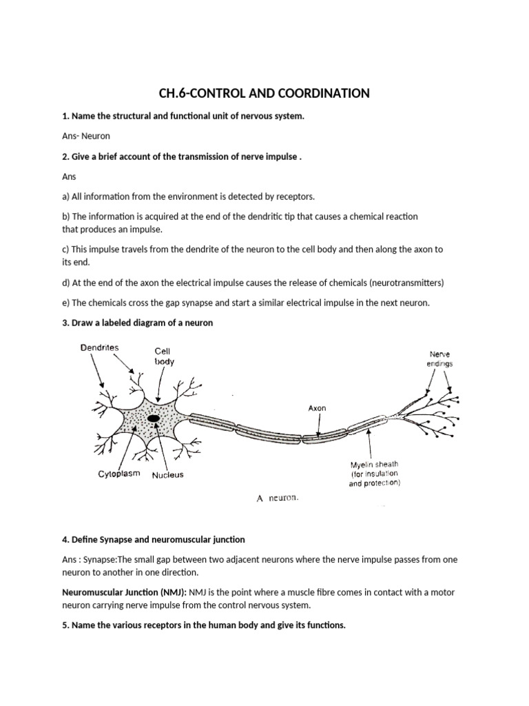 Nervous System Control and Coordination Guide | PDF | Nervous System ...