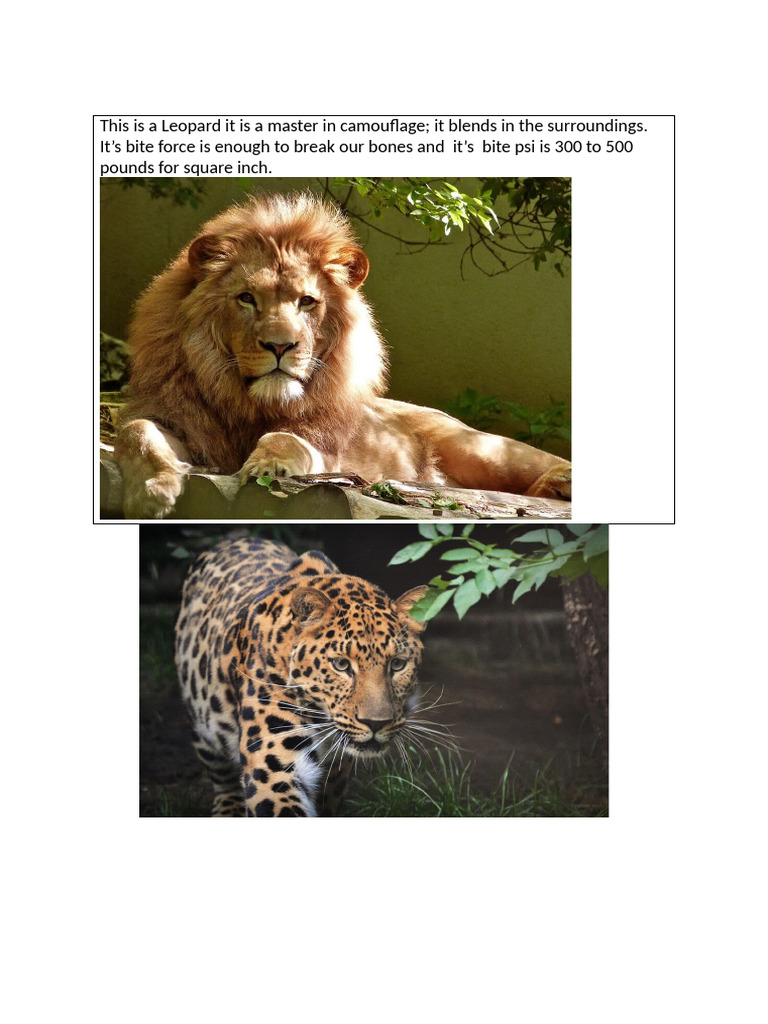 This Is A Leopard | PDF
