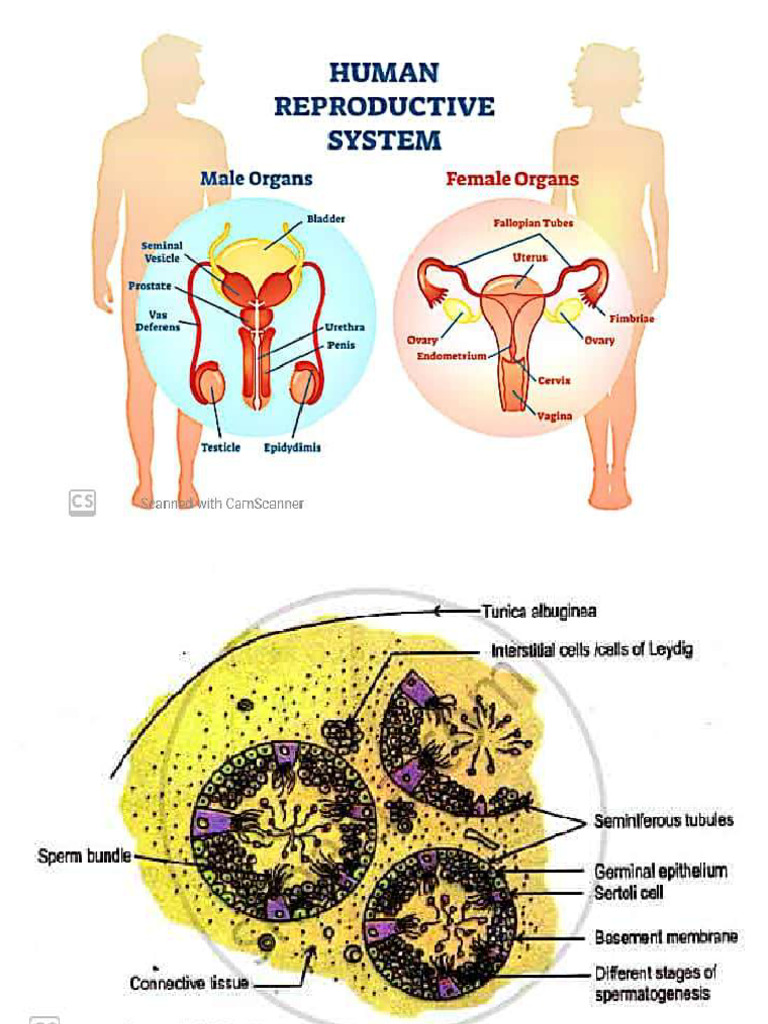 Ch-3 Part II - Human Reproductive Systems | PDF