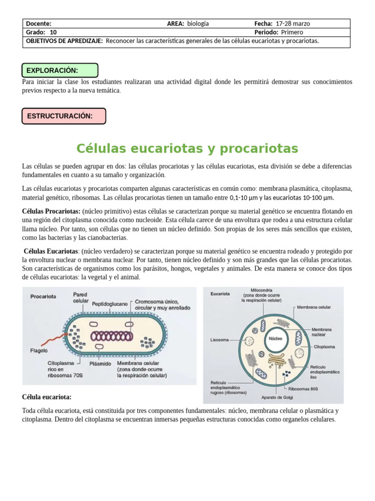 Características de células eucariotas | PDF | Biología Celular ...