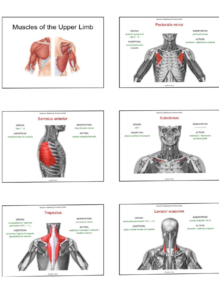 All About Muscles | PDF
