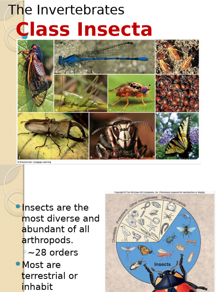 Overview of Class Insecta | PDF | Insects | Fly