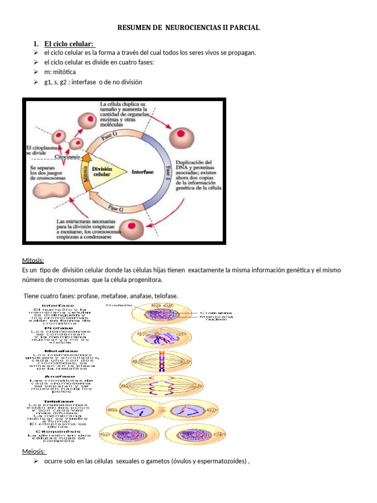 Resumen de 2do Parcial NEURO I | PDF | Sinapsis | Potencial de acción