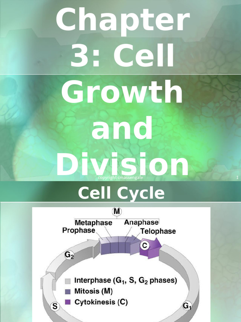Cell Cycle and Mitosis Overview | PDF | Meiosis | Mitosis