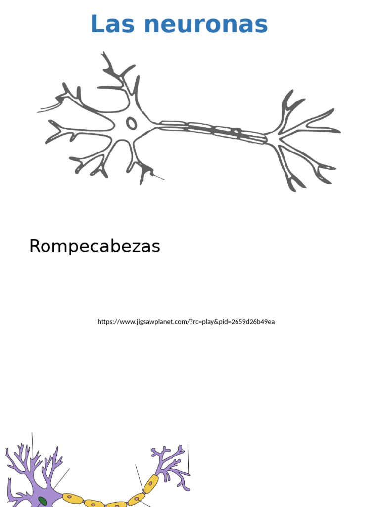 Neuronas | PDF | Sinapsis | Neurona