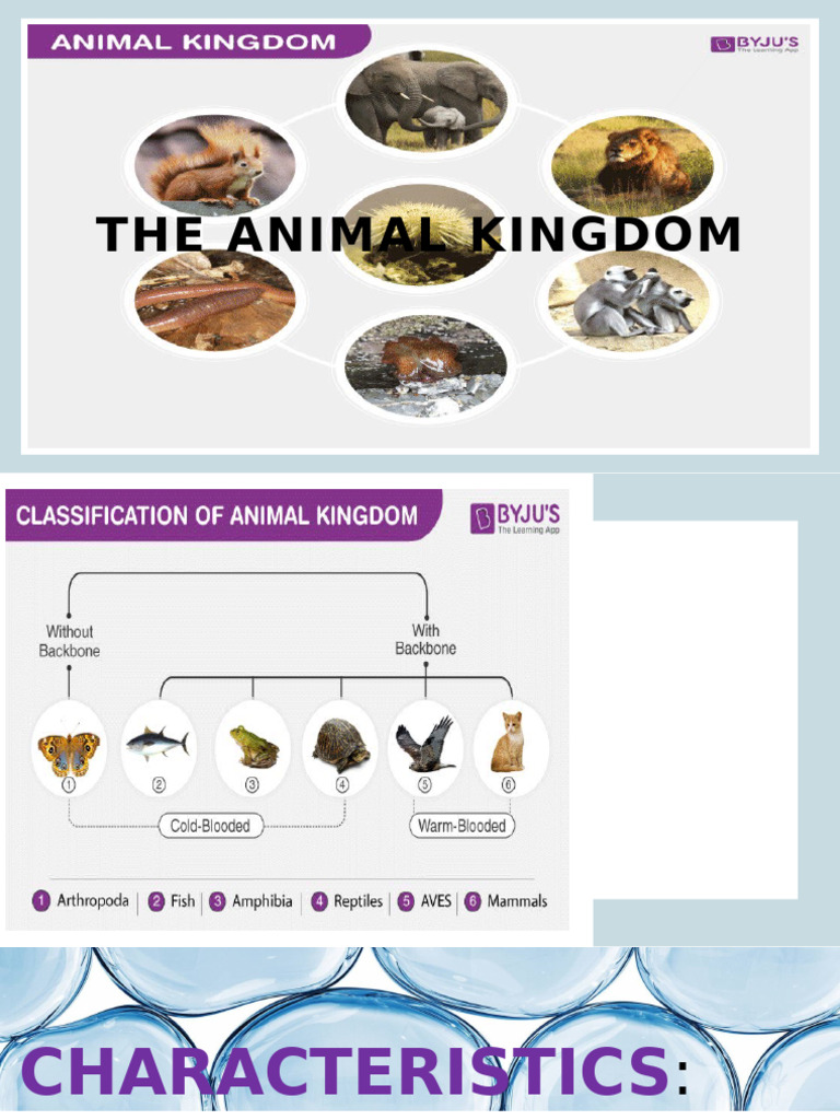 Overview of Animal Kingdom Classification | PDF