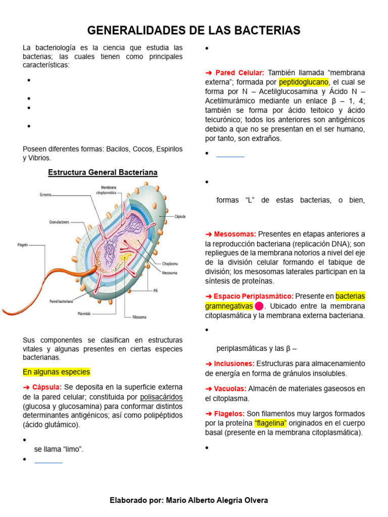 Características y Clasificación de Bacterias | PDF | Las bacterias | Adn