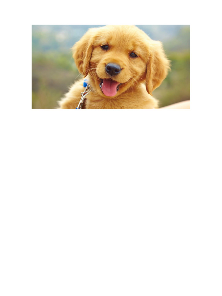 Perro 02 | PDF
