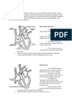 Cardiac Cycle.: Basic Heart Structure