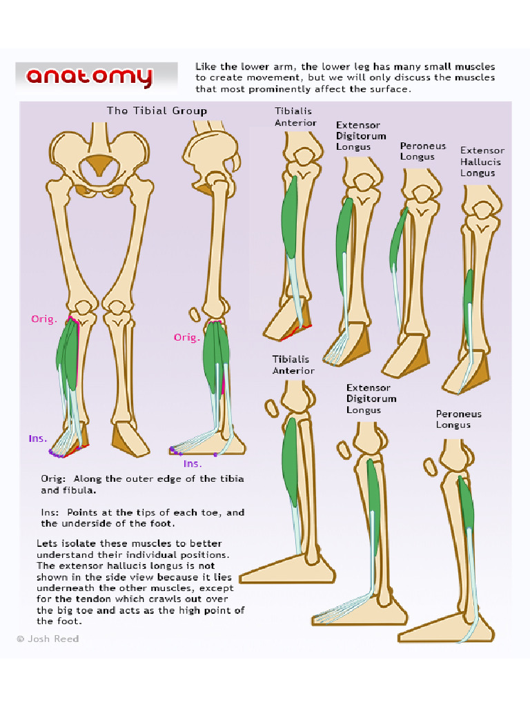 Tibia Group | PDF