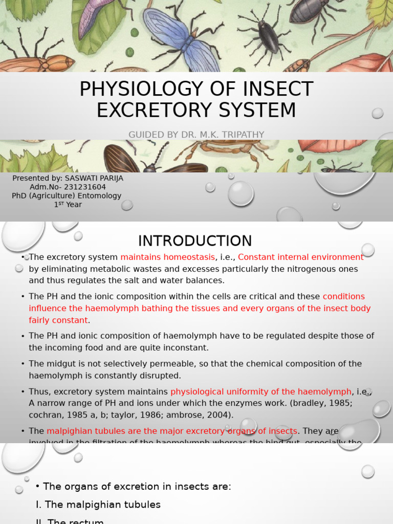 Insect Excretory System Overview | PDF | Chloride | Sodium