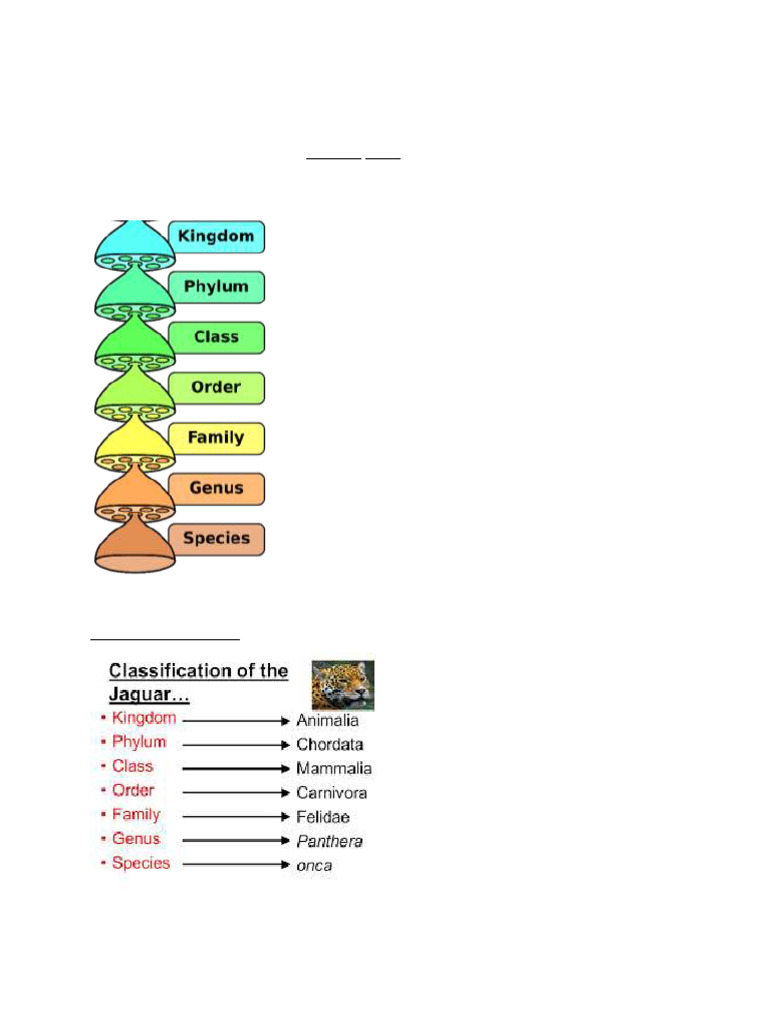 Taxonomic Classification Overview | PDF
