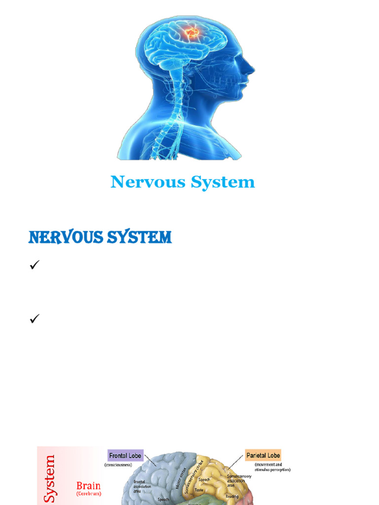 Overview of the Nervous System Functions | PDF | Synapse | Chemical Synapse
