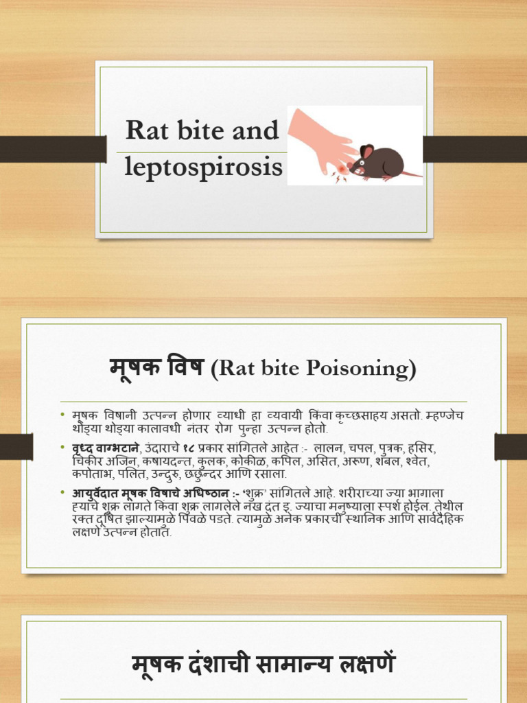 Leptospirosis Risk from Rat Bites | PDF | Medicine | Animal Diseases