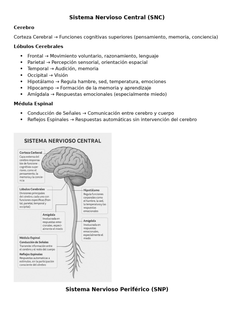 Estructura Basica Del Sistema Nervioso | PDF
