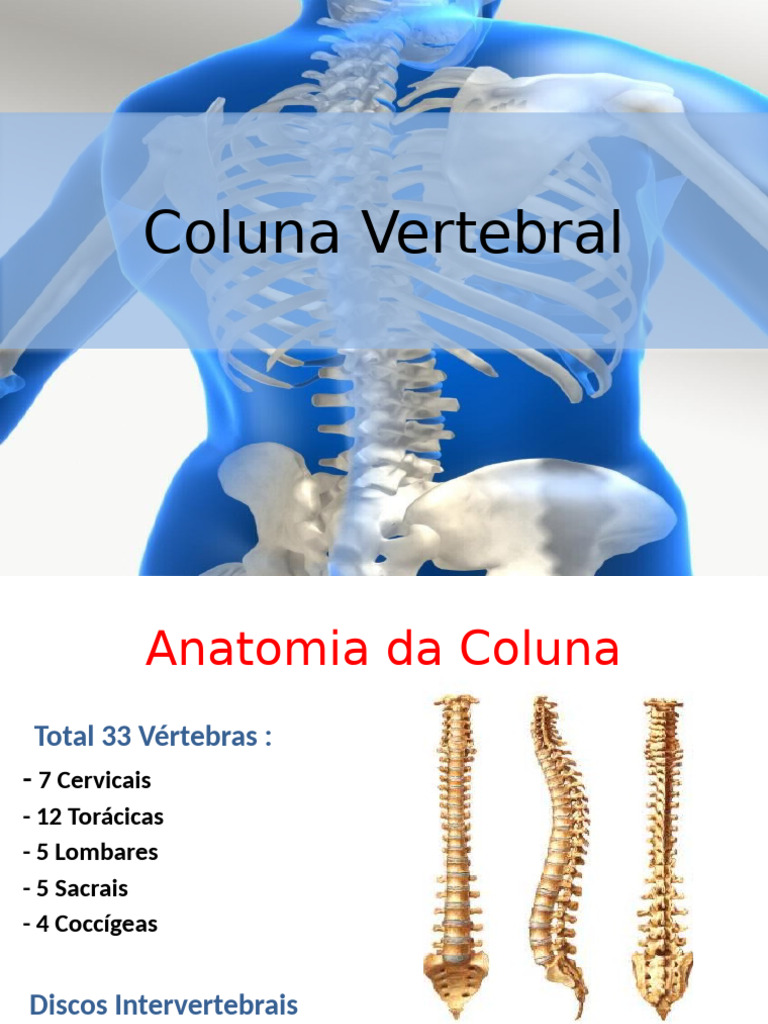 Anatomia e Funções da Coluna Vertebral | PDF | Vértebra | Coluna vertebral