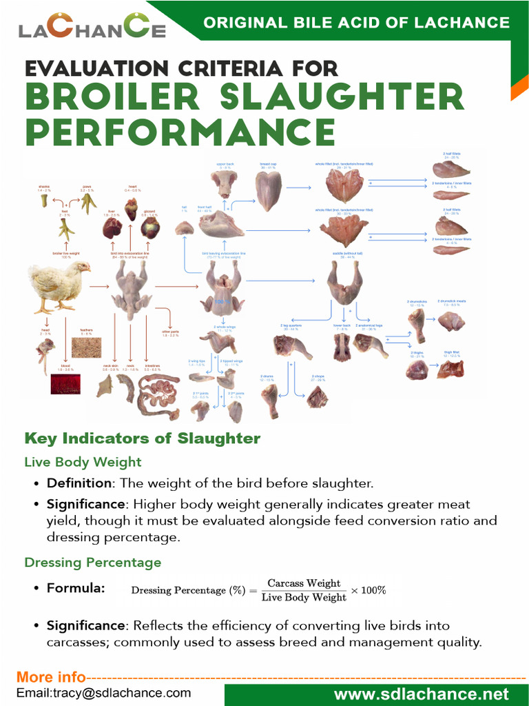 Broiler Slaughter Performance Metrics | PDF | Fat | Meat
