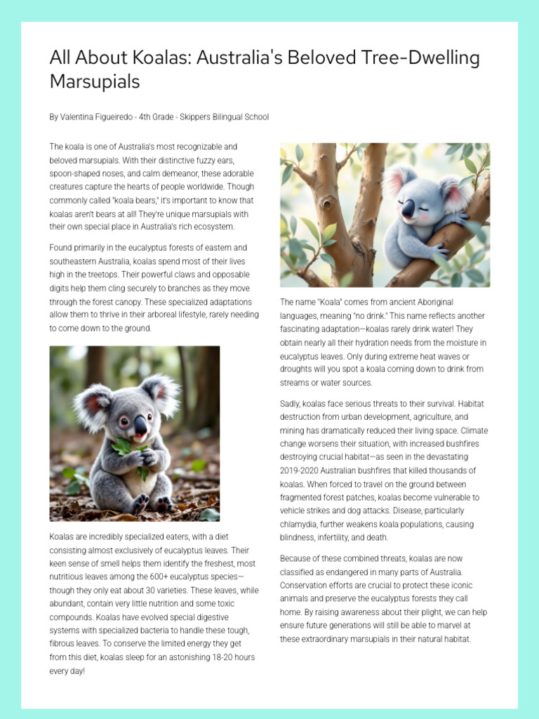 Koalas: Endangered Tree-Dwelling Icons | PDF | Koala | Eucalyptus