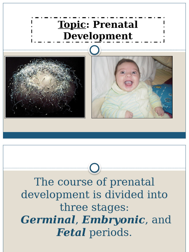 Stages and Hazards of Prenatal Development | PDF | Prenatal Development ...
