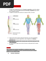Metámera: Estructura y Funciones Nerviosas | PDF