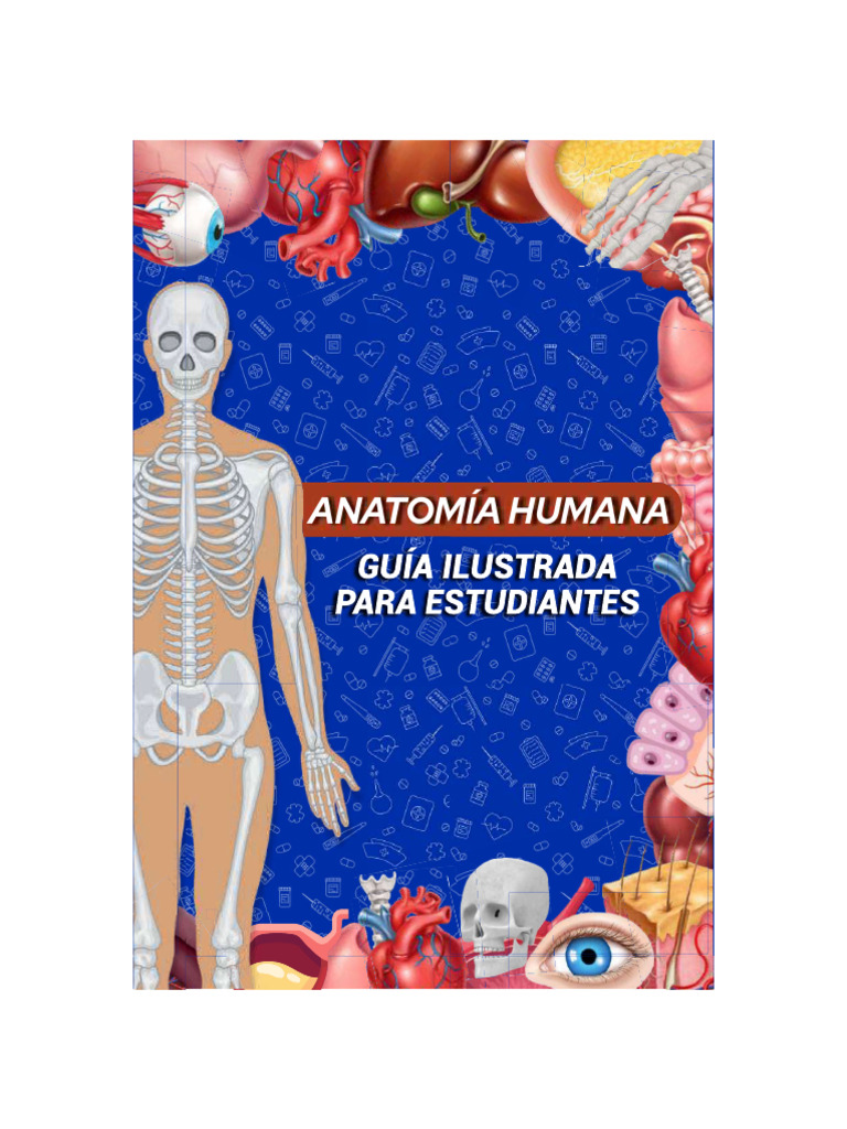 Anatomia Humana Ytarjetas | PDF